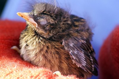 Rescued chick, fell from nest.