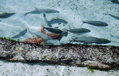 Fish at Atlantis