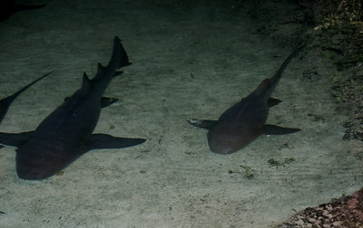Sleeping Sharks