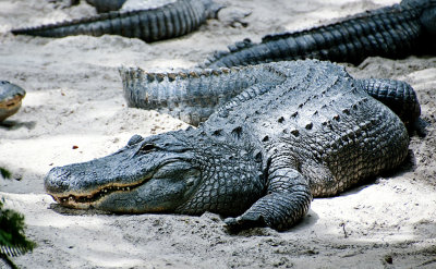 Alligator Farm Zoo