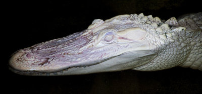 The Albino Alligator