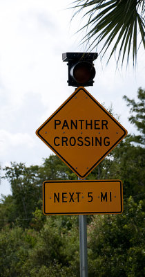 The (Alleged) Panther Crossing