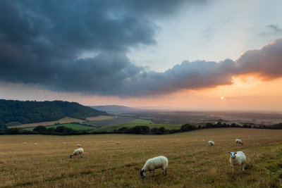 Woolly Sunset