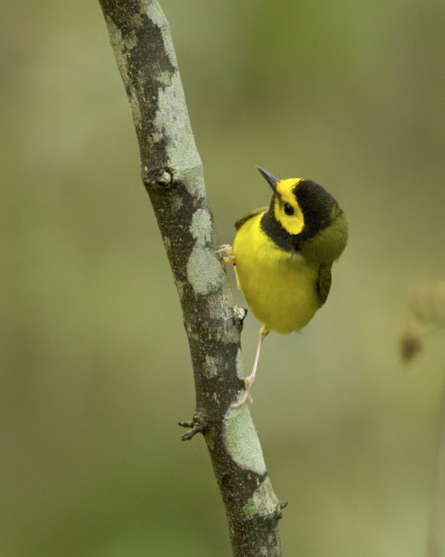 Hooded Warbler, Dauphin Island, April 2016