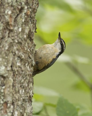 Red-breasted Nuthatch, Hartwick Pines SP, Michigan, 2013