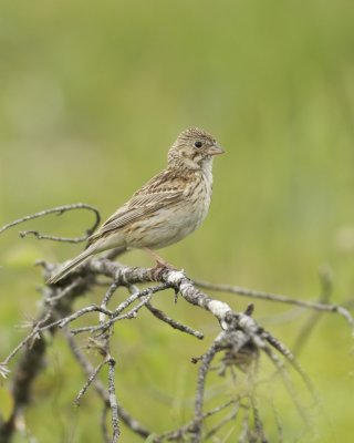 Vesper Sparrow, Mio, MI, 2013