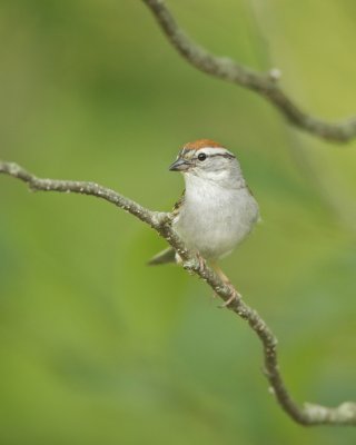 Chipping Sparrow, Hartwick Pines SP, MI, 2013