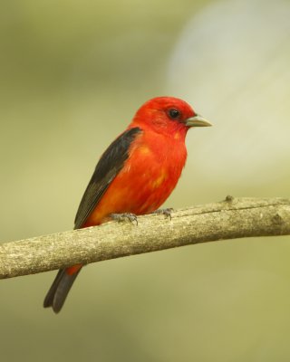 Scarlet Tanager, Hartwick Pines SP, MI, 2013