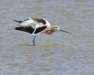 American Avocet, Harbor Island, SC, 2013