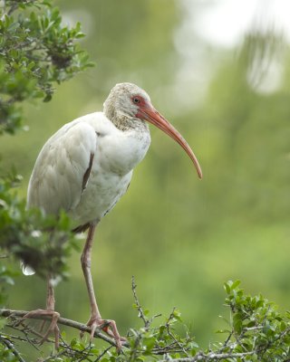 White Ibis, Harbor Island, SC, 2013