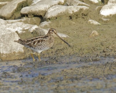 Wilson's Snipe, Minor Clark Fish Hatchery, 9/20/2013