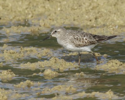 White-rumped Sandpiper, Minor Clark Fish Hatchery, 9/20/2013