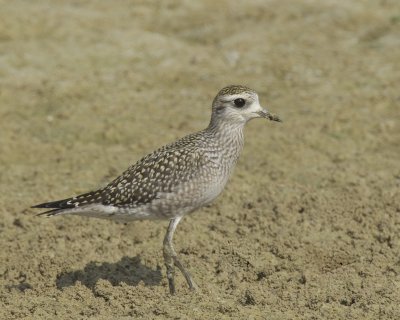 American Golden Plover, Minor Clark Fish Hatchery, 9/20/2013