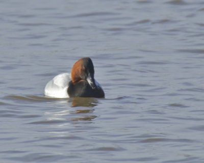 Canvasback, Newport, KY, January 2014