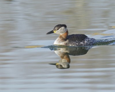 Red-necked Grebe, Newtown, OH, March 2014