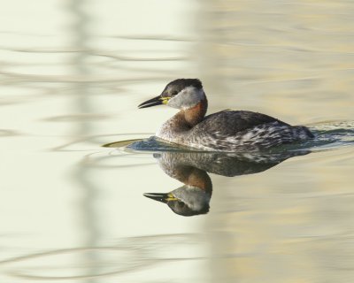 Red-necked Grebe, Newtown, OH, March 2014