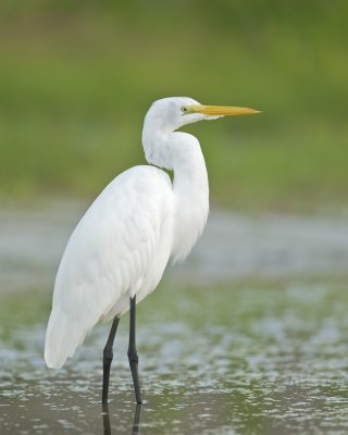 Great Egret, Fort Myers Beach, October 2014