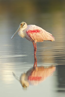 Roseate Spoonbill, Fort Myers Beach, October 2014