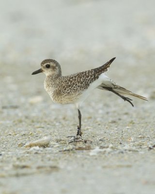 Black-bellied Plover, Fort Myers Beach, October 2014