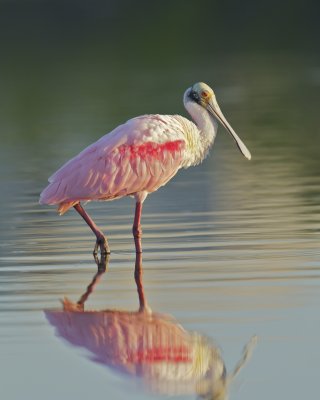 Roseate Spoonbill, Fort Myers Beach, October 2014