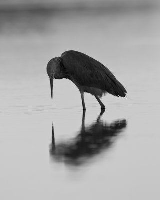 Reddish Egret, Fort Myers Beach, October 2014