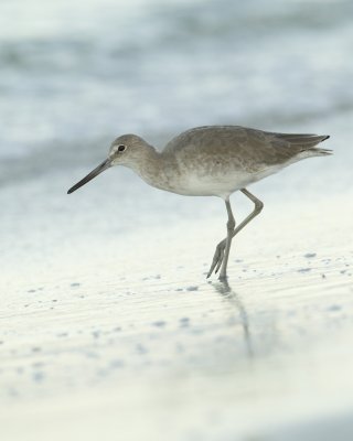 Willet, Fort Myers Beach, October 2014