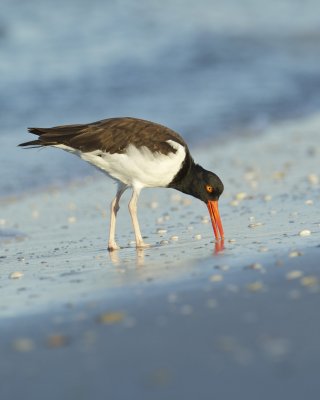 American Oystercatcher, Fort Myers Beach, October 2014