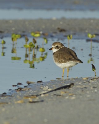 Semi-palmated Plover, Fort Myers Beach, October 2014