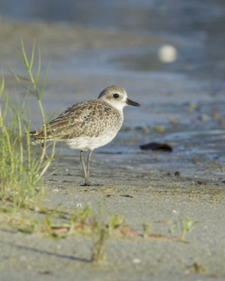 Black-bellied Plover, Fort Myers Beach, October 2014