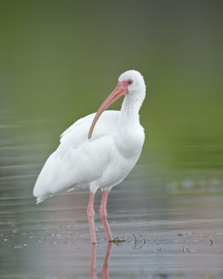 White Ibis, Fort Myers Beach, October 2014