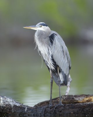 Great Blue Heron, Fort Myers Beach, October 2014