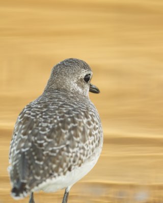 Black-bellied Plover, Fort Myers Beach, October 2014