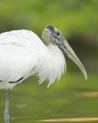 Wood Stork, Fort Myers Beach, October 2014