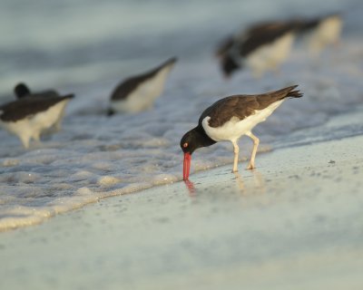 American Oystercatcher, Fort Myers Beach, October 2014