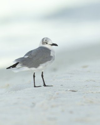 Laughing Gull, Fort Myers Beach, October 2014