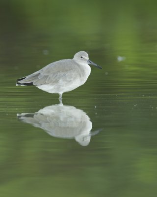 Willet, Fort Myers Beach, October 2014