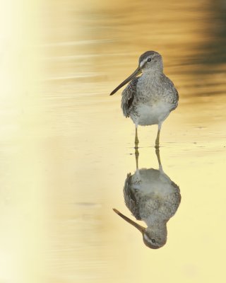 Short-billed Dowitcher, Fort Myers Beach, October 2014