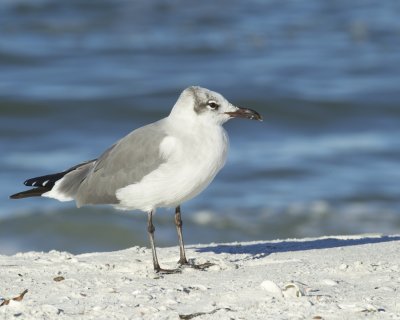 Laughing Gull, Fort Myers Beach, October 2014