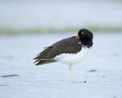 American Oystercatcher, Fort Myers Beach, October 2014