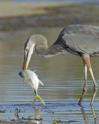 Great Blue Heron, Fort Myers Beach, October 2014