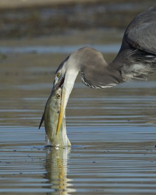 Great Blue Heron, Fort Myers Beach, October 2014