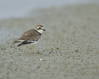 Semi-palmated Plover, Harbor Island, SC, 2014