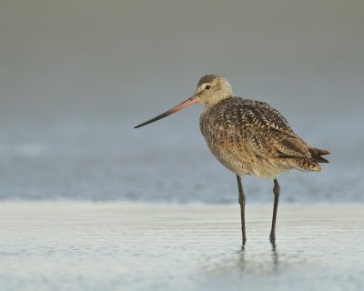 Marbled Godwit, Harbor Island, SC, 2014