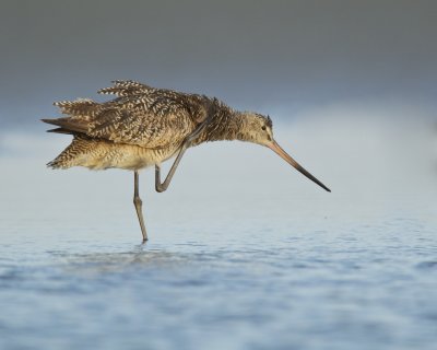 Marbled Godwit, Harbor Island, SC, 2014