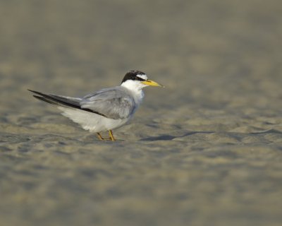 Least Tern, Harbor Island, SC, 2014