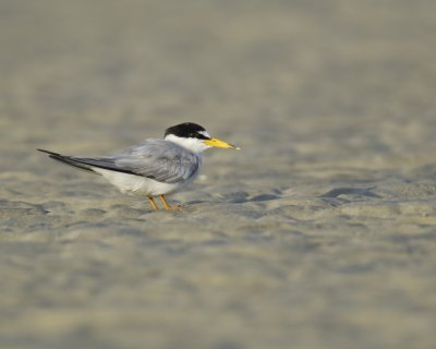 Least Tern, Harbor Island, SC, 2014