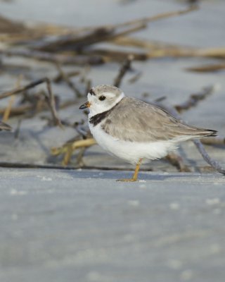 Piping Plover, Harbor Island, SC, 2014