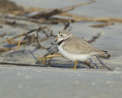 Piping Plover, Harbor Island, SC, 2014