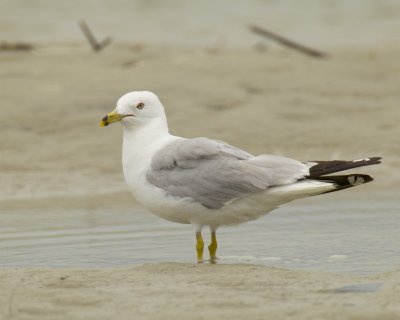 Ring-billed Gull, Harbor Island, SC, 2014
