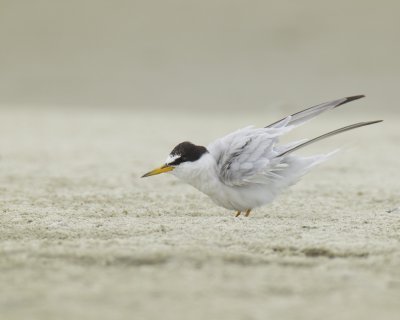 Least Tern, Harbor Island, SC, 2014